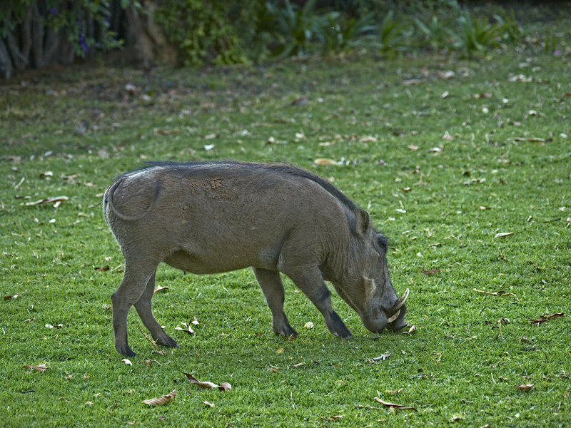 Warthog, Okonjima